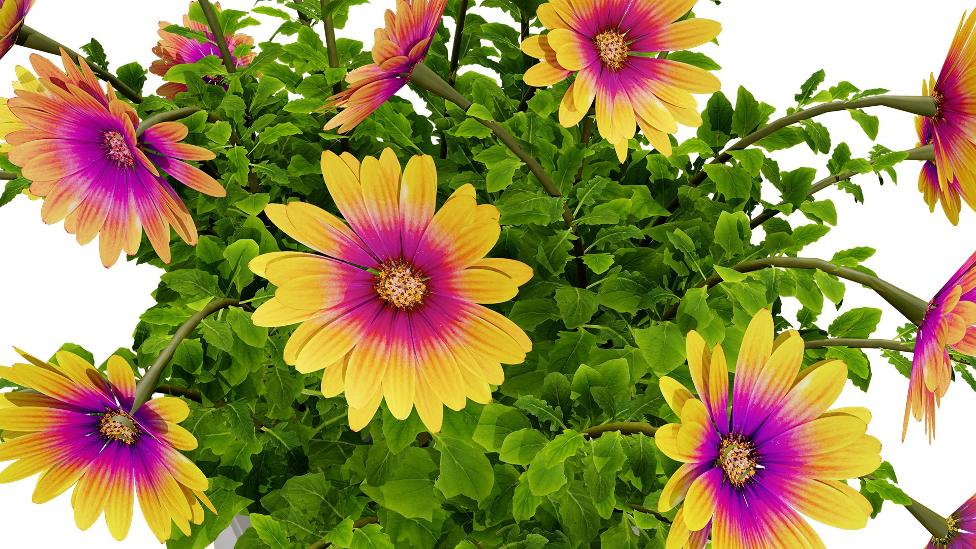 Cape Marguerite Flowers 3D Asset Pack 3D model https://p.turbosquid.com/ts-thumb/4N/ln2r6K/TP/2z1l/jpg/1745878612/1920x1080/fit_q87/6dcf30475d7967c0bf2f2a5bc003d64a24bd4cb9/2z1l.jpg