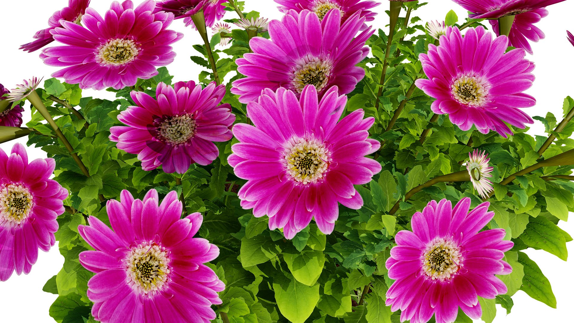Cape Marguerite Flowers 3D Asset Pack 3D model https://p.turbosquid.com/ts-thumb/4N/ln2r6K/fz/1z2l/jpg/1745878610/1920x1080/fit_q87/a6d14cec753e2132f07a1d69f8fdb33557cc5341/1z2l.jpg