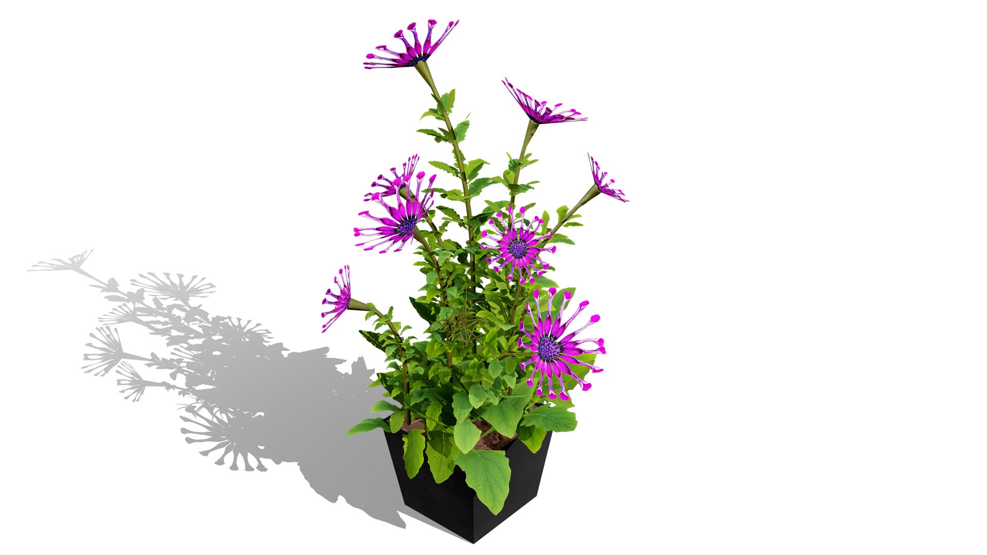 Cape Marguerite Flowers 3D Asset Pack 3D model https://p.turbosquid.com/ts-thumb/4N/ln2r6K/kE/3l/jpg/1745878610/1920x1080/fit_q87/288ccaa997075facf853dd00afaa1b3665673bda/3l.jpg