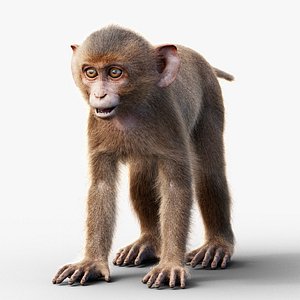 Young Rhesus Monkey Rigged Xgen-core 3D model