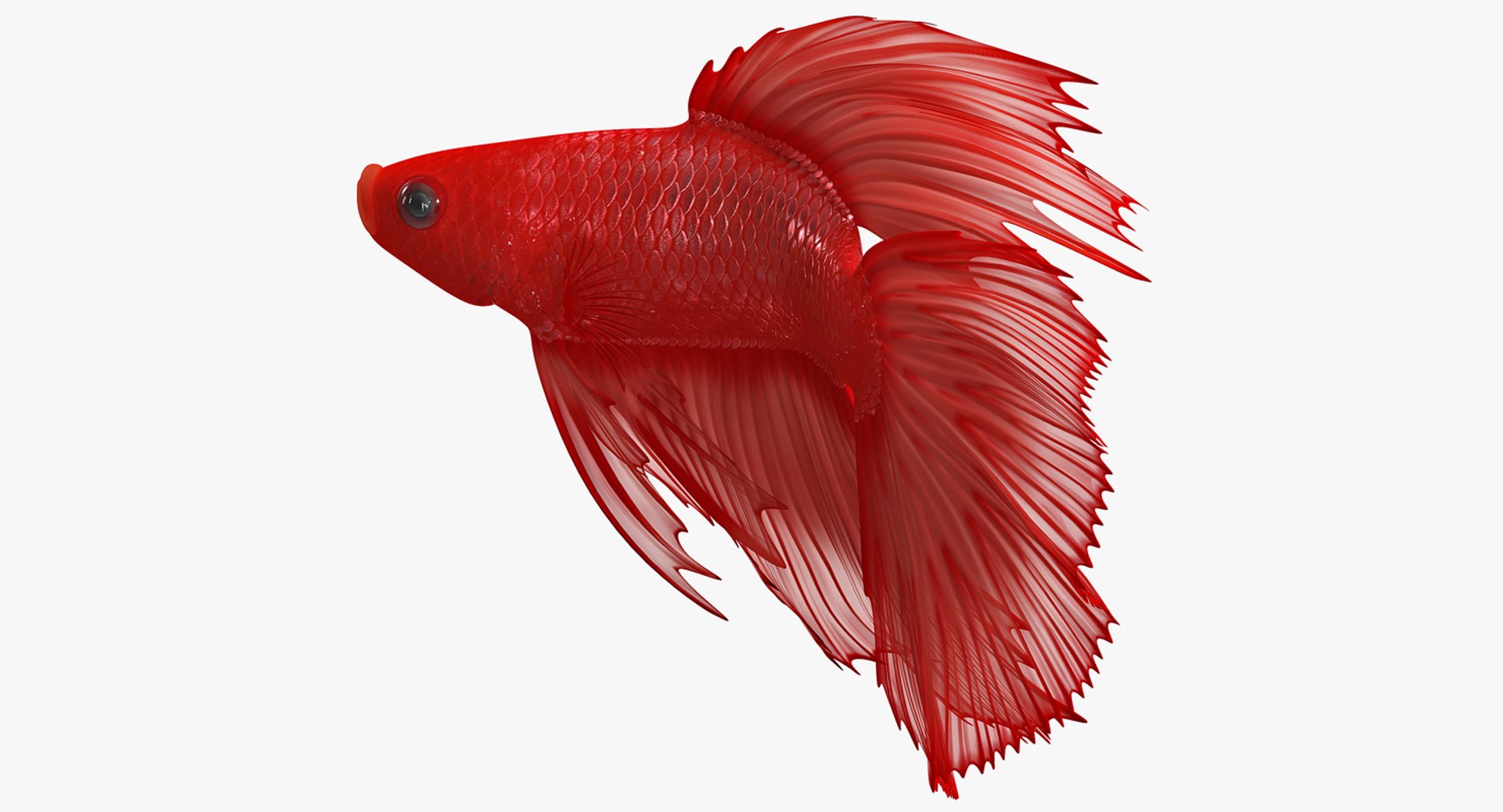 Red Crowntail Betta Fish Rigged for Cinema 4D 3D model preview