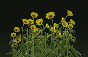 3D sunflower seeds food