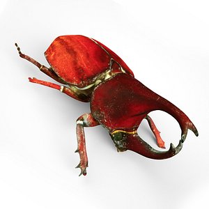 rhinoceros beetle rhino model