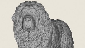 Tibetan Bullmastiff Dog