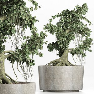 Plants Collection 147 Sageretia Theezans Mini Bonsai
