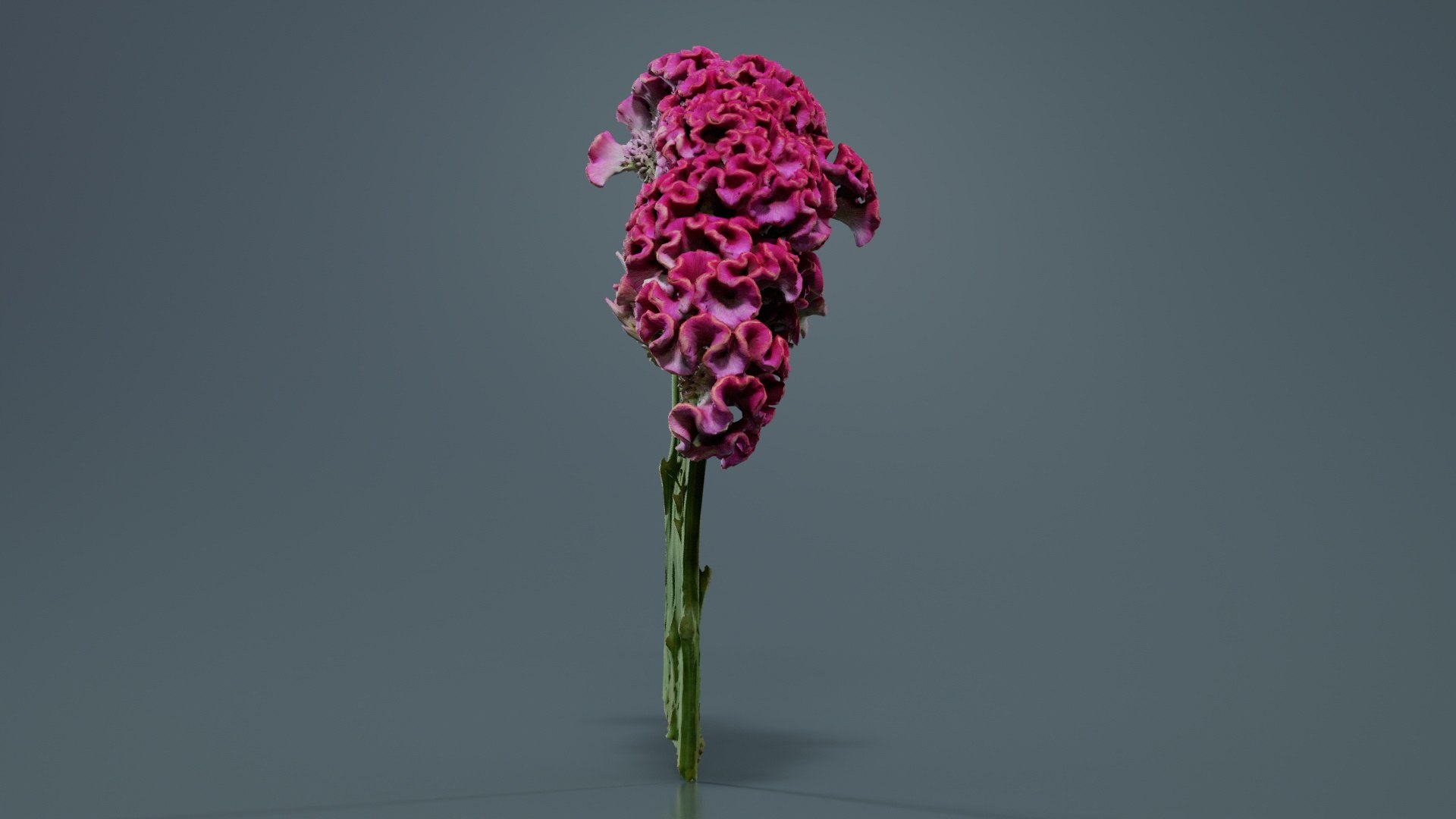 3D Model Cockscomb Remastered - TurboSquid 2362582