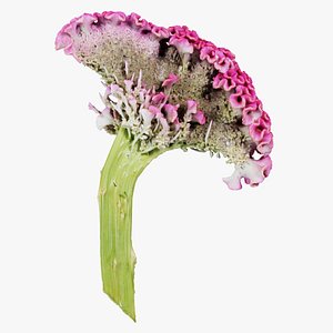 3D model Cockscomb Remastered