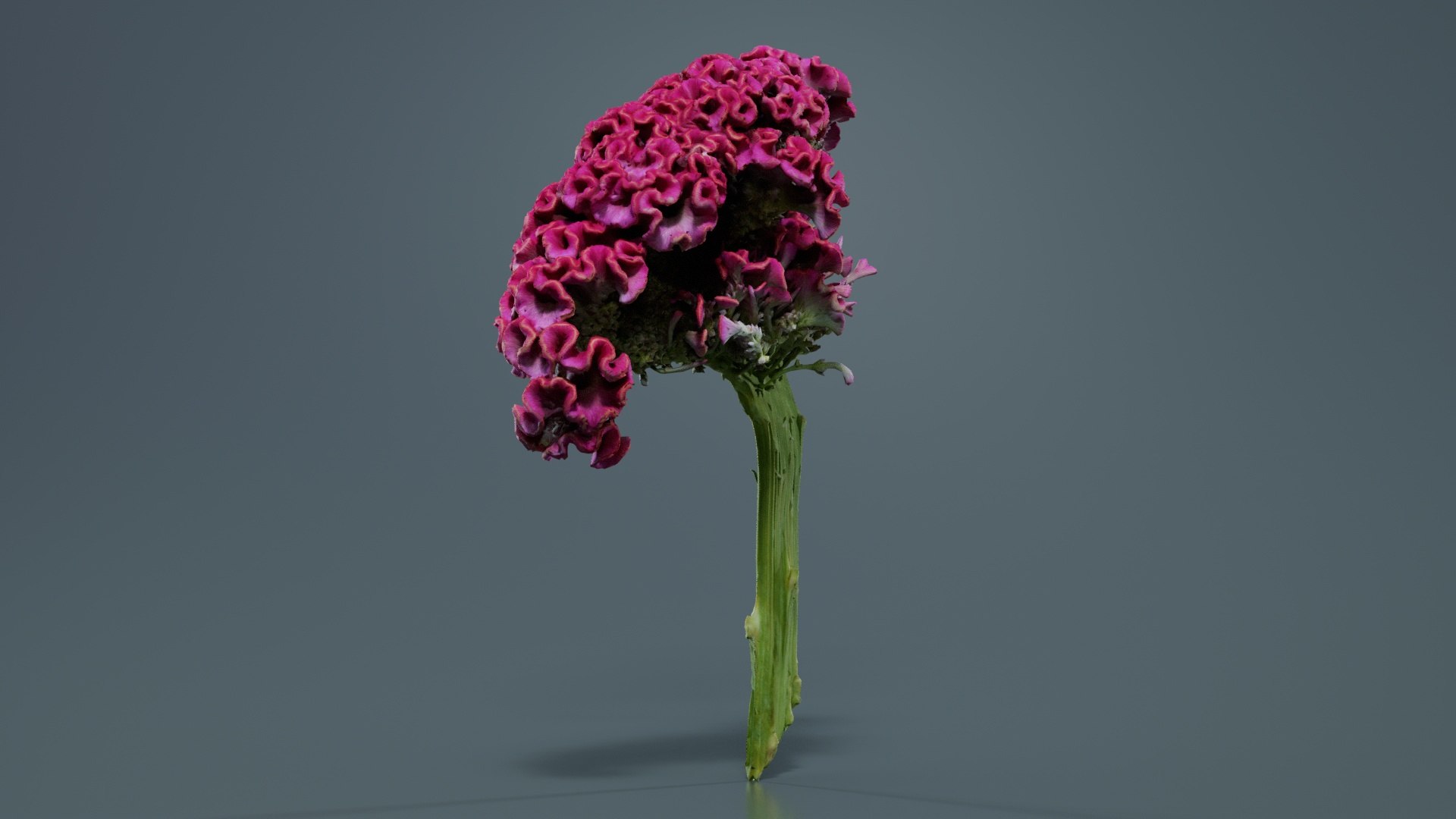 3D Model Cockscomb Remastered - TurboSquid 2362582