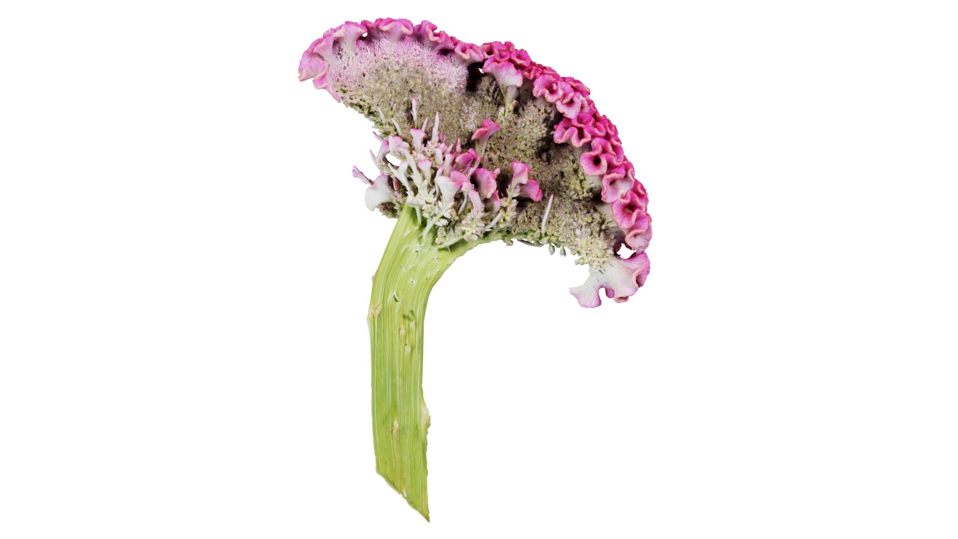 3D Model Cockscomb Remastered - TurboSquid 2362582