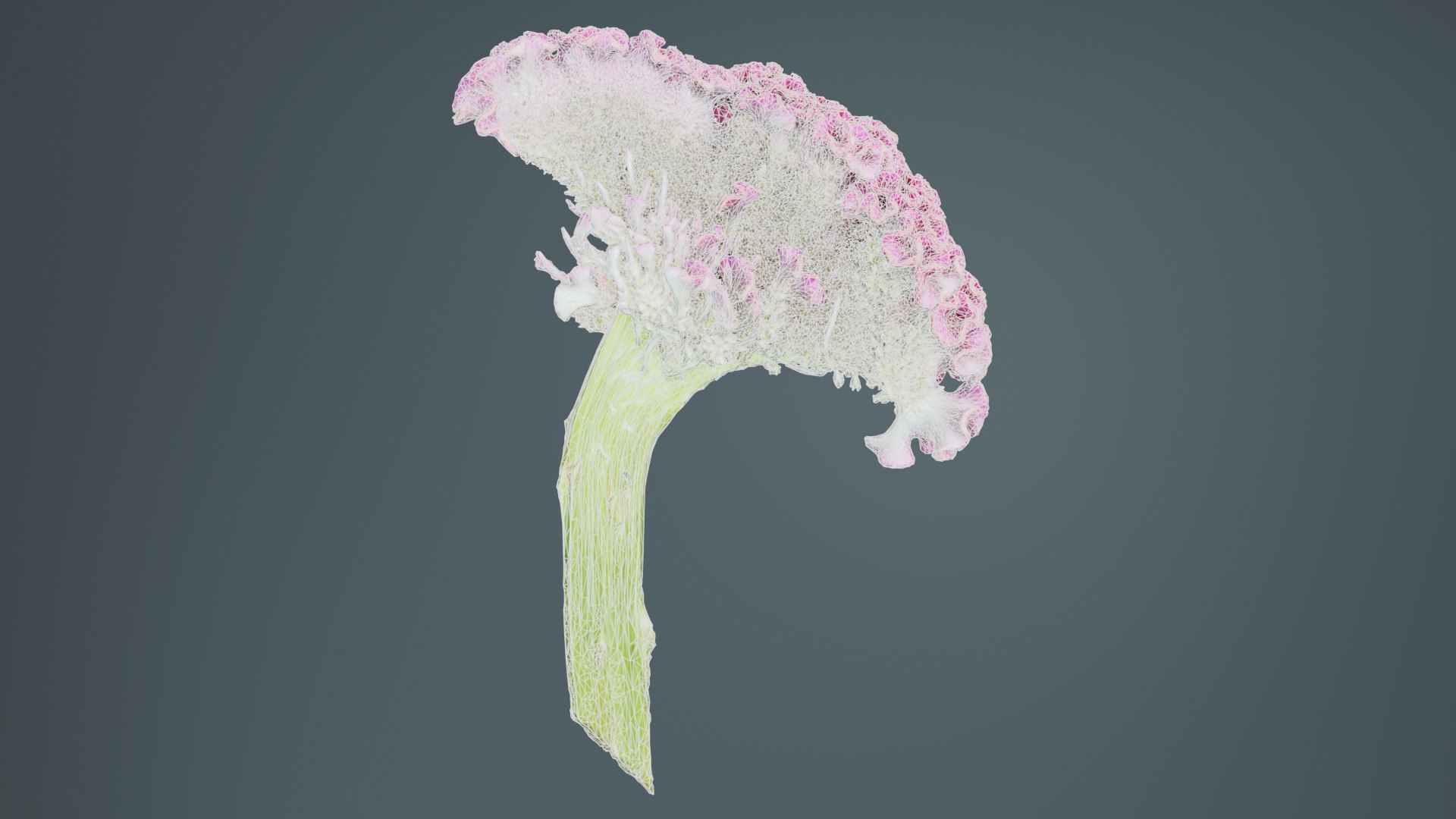 3D Model Cockscomb Remastered - TurboSquid 2362582