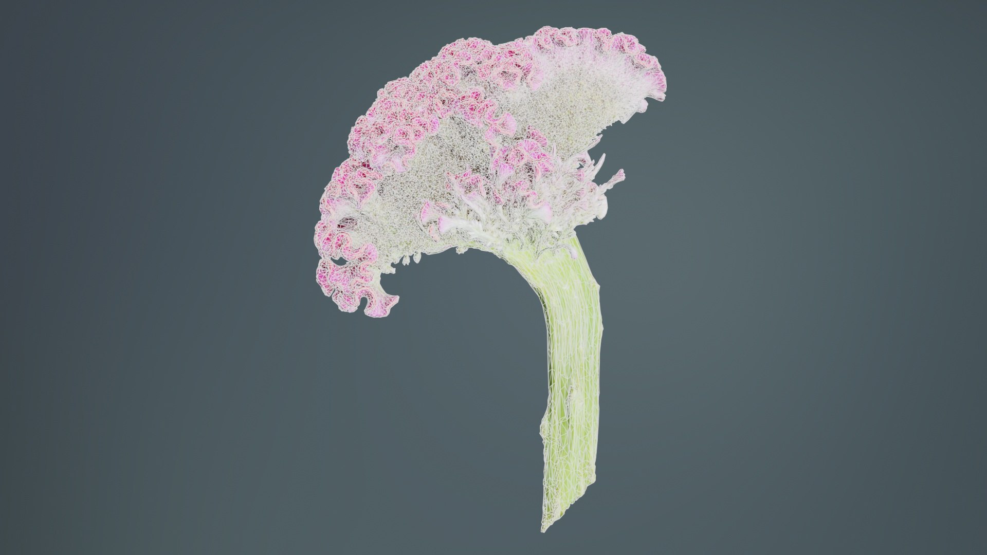 3D Model Cockscomb Remastered - TurboSquid 2362582