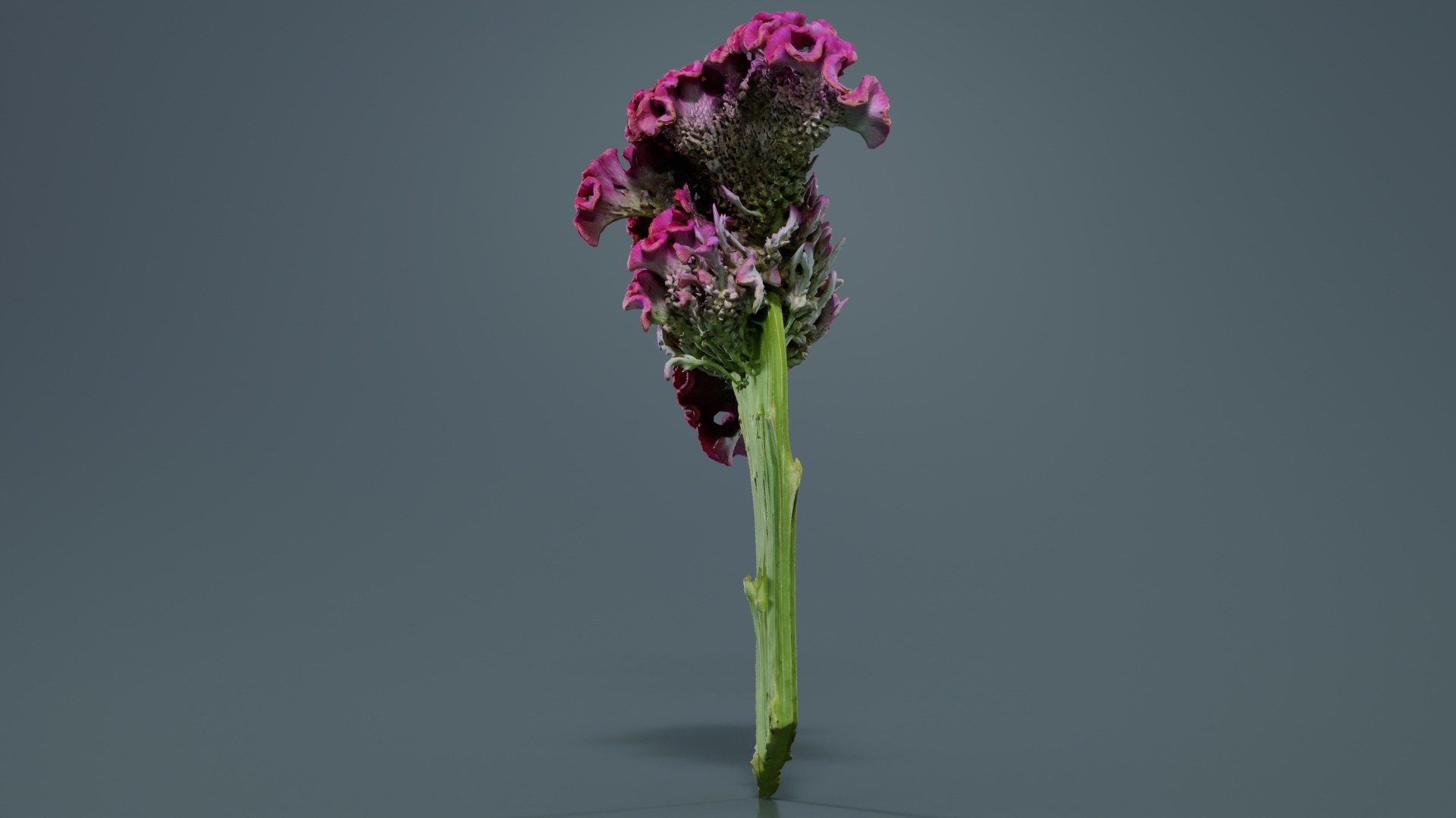 3D Model Cockscomb Remastered - TurboSquid 2362582