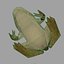 Frog papermodel
