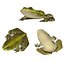 Frog papermodel