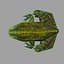 Frog papermodel