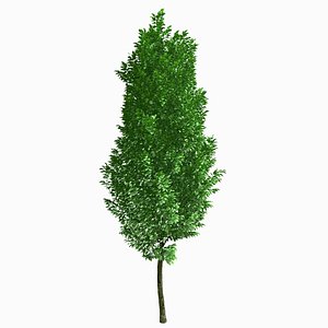 3d model tree environment