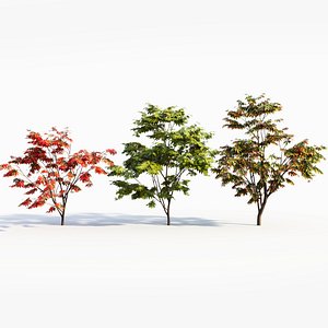 Acer palmatum a 3D model