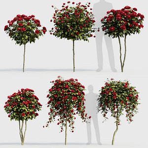 Rose tree 02 3D model