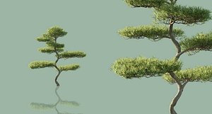 japanese outdoor bonsai tree model