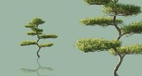 Japanese Bonsai Trees