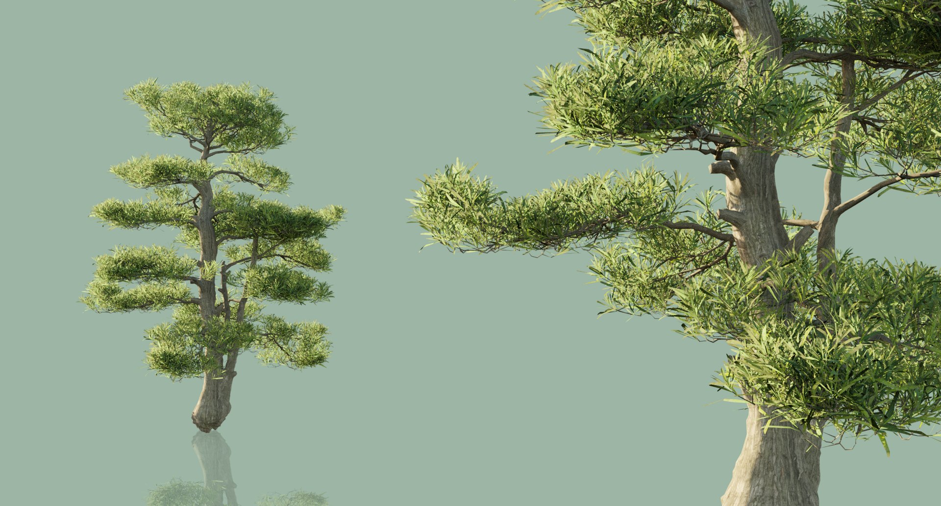 Japanese Outdoor Bonsai Tree Model - TurboSquid 1494261