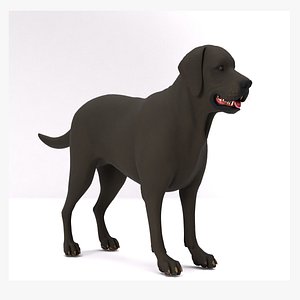 black dog