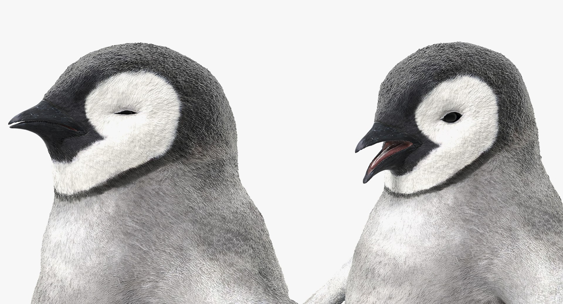 3D baby emperor penguin rigged https://p.turbosquid.com/ts-thumb/4P/RTJisZ/MsoYcMKV/babyemperorpenguinriggedmb3dmodel016/jpg/1563838461/1920x1080/fit_q87/41aa69f2b1fa59d3d0d1f25e6f2c5f166b71a691/babyemperorpenguinriggedmb3dmodel016.jpg