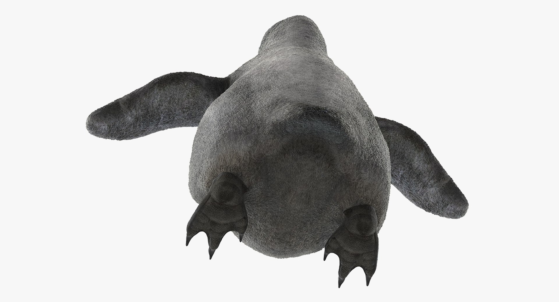 3D baby emperor penguin rigged https://p.turbosquid.com/ts-thumb/4P/RTJisZ/kCuapnPm/babyemperorpenguinriggedmb3dmodel013/jpg/1563838451/1920x1080/fit_q87/b4339e0b15f2e259c56d3118ab0358800235c9c8/babyemperorpenguinriggedmb3dmodel013.jpg