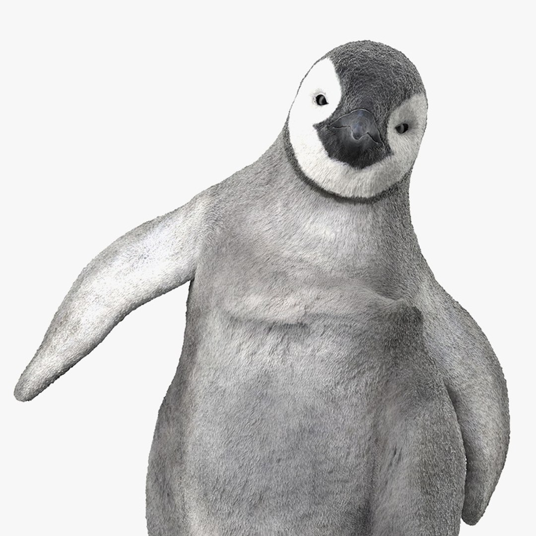3D baby emperor penguin rigged https://p.turbosquid.com/ts-thumb/4P/RTJisZ/xUf9vg1X/baby_emperor_penguin_rigged_mb_00/jpg/1579794828/1920x1080/fit_q87/ea753093690db6b2558fa47e32de54f501639f7a/baby_emperor_penguin_rigged_mb_00.jpg