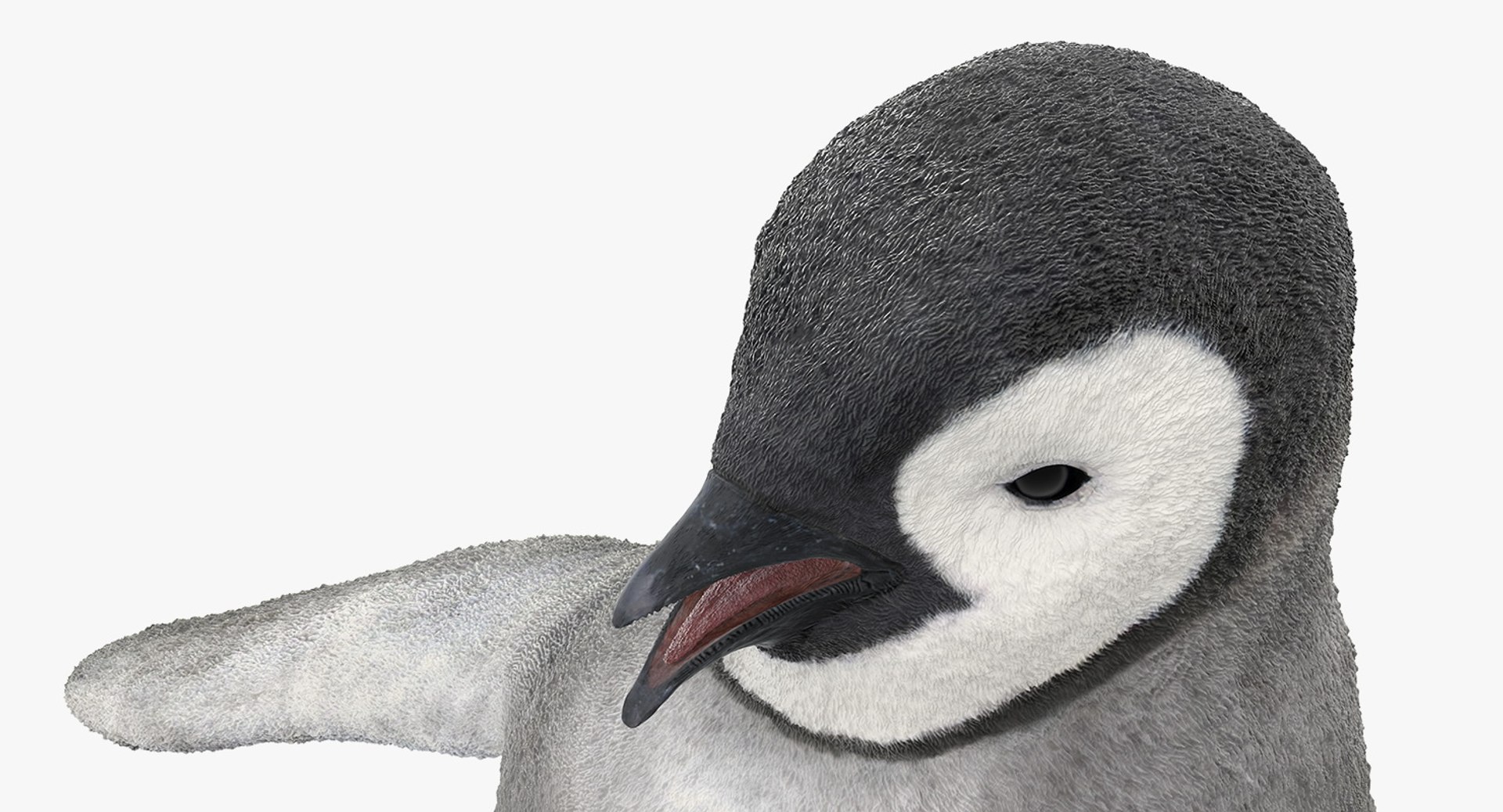 3D baby emperor penguin rigged https://p.turbosquid.com/ts-thumb/4P/RTJisZ/y6jM2RaN/babyemperorpenguinriggedmb3dmodel015/jpg/1563838457/1920x1080/fit_q87/ae7c08d14dba434159e627c5c7183dbd9151a8bf/babyemperorpenguinriggedmb3dmodel015.jpg