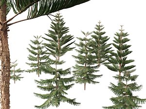 3D Araucaria heterophylla - Norfolk Island pine 01