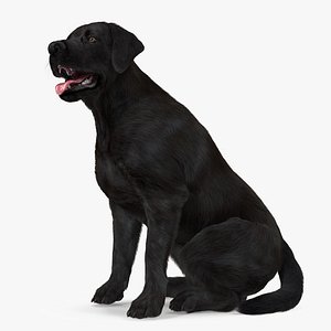3D Labrador Dog Black Sitting Fur model