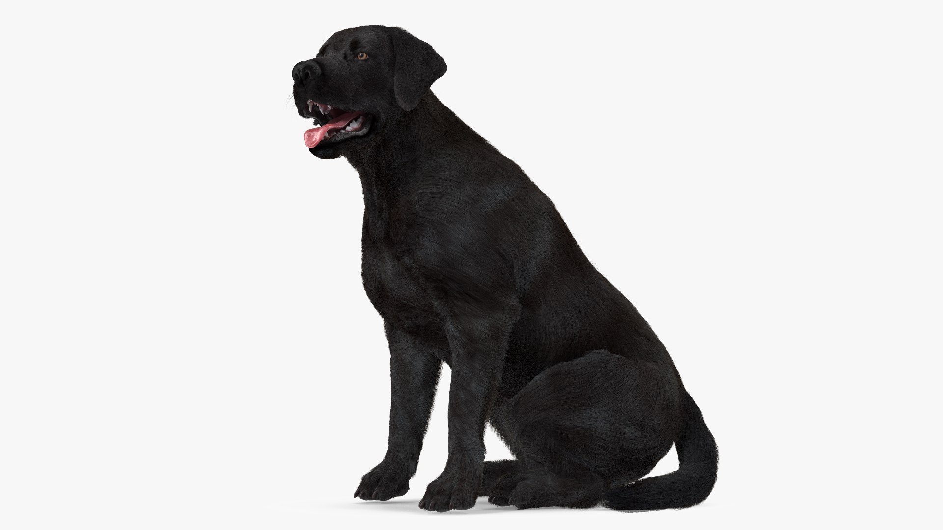 Labrador Dog Black Sitting Fur 3D model preview