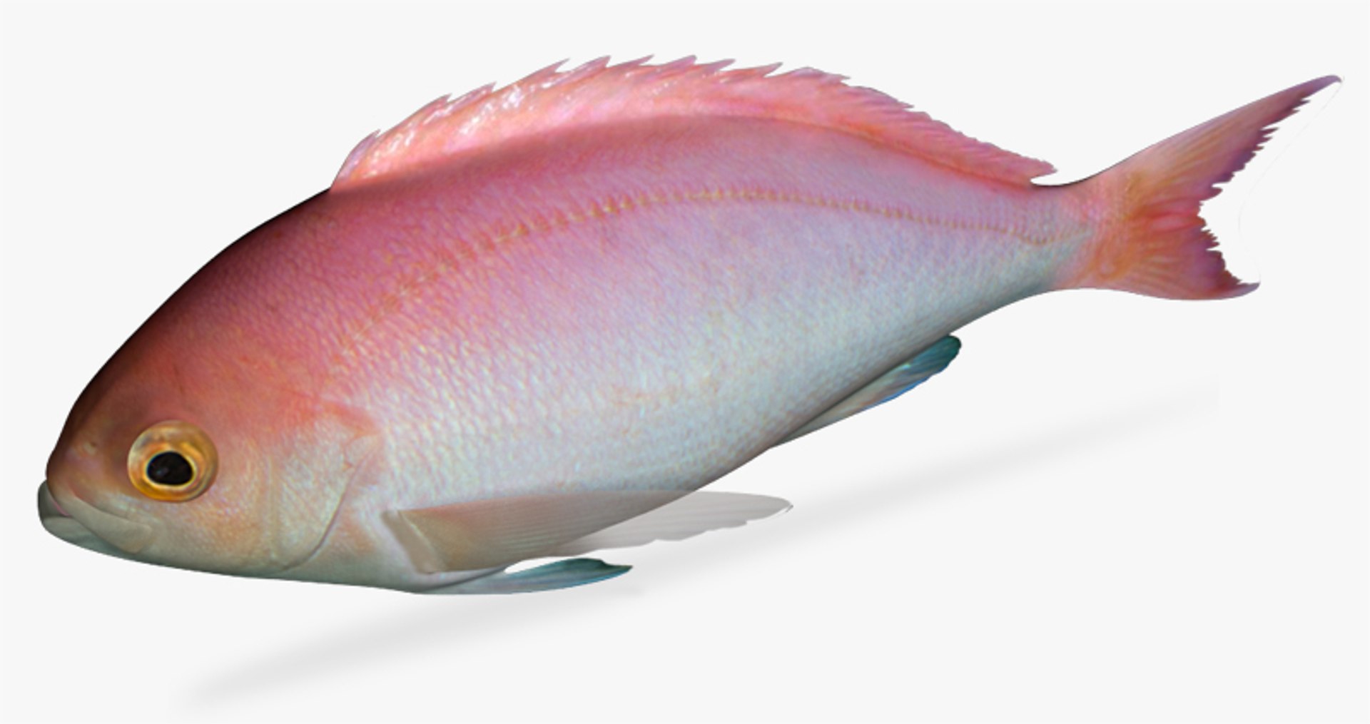 3d X Pink Maomao Caprodon Longimanus