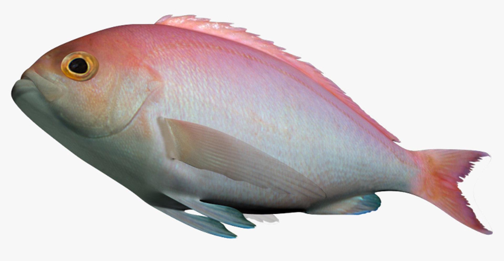 3d X Pink Maomao Caprodon Longimanus