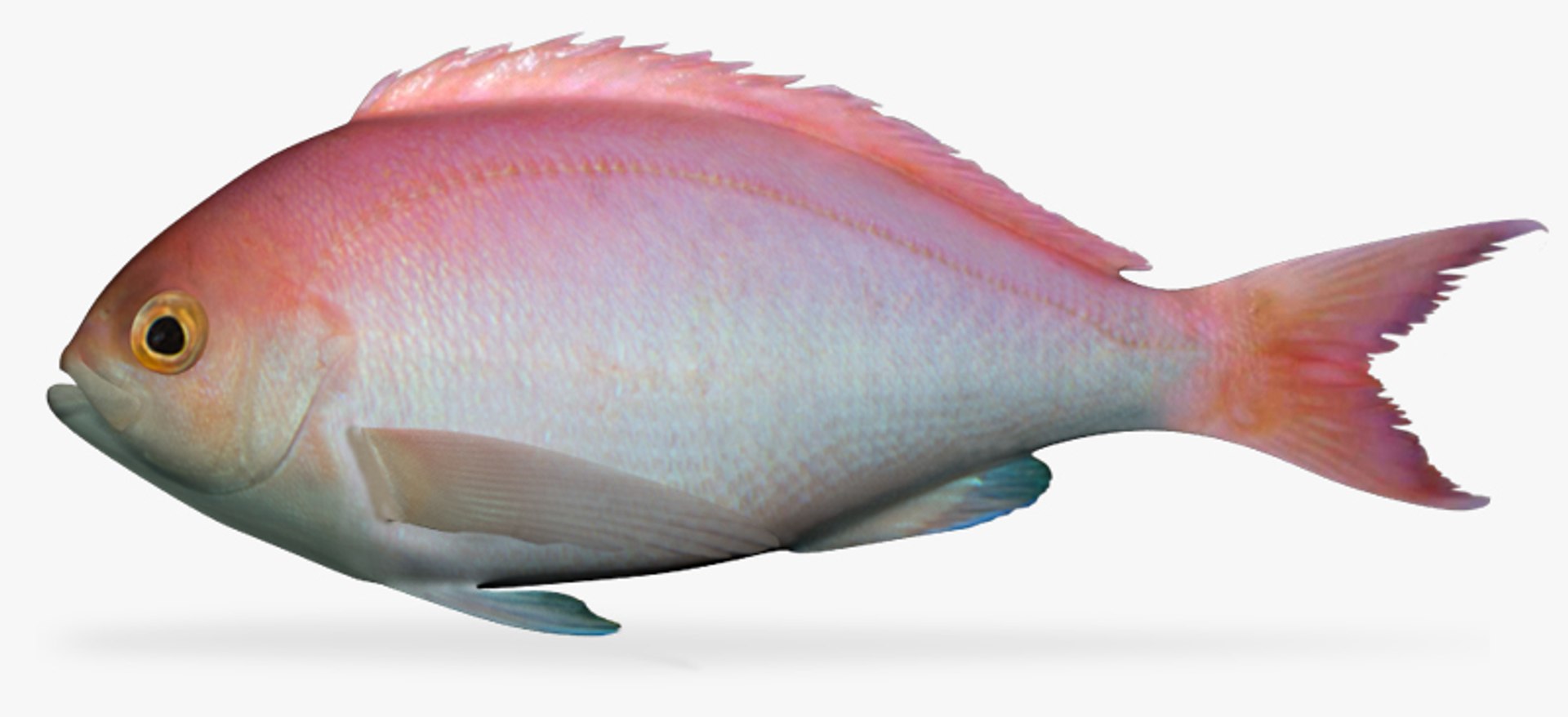 ★QUMAPON ROUGE+QUMAPON PEACOCK Rawlings 2024 Pro Preferred R. Acuna Gameday Pattern