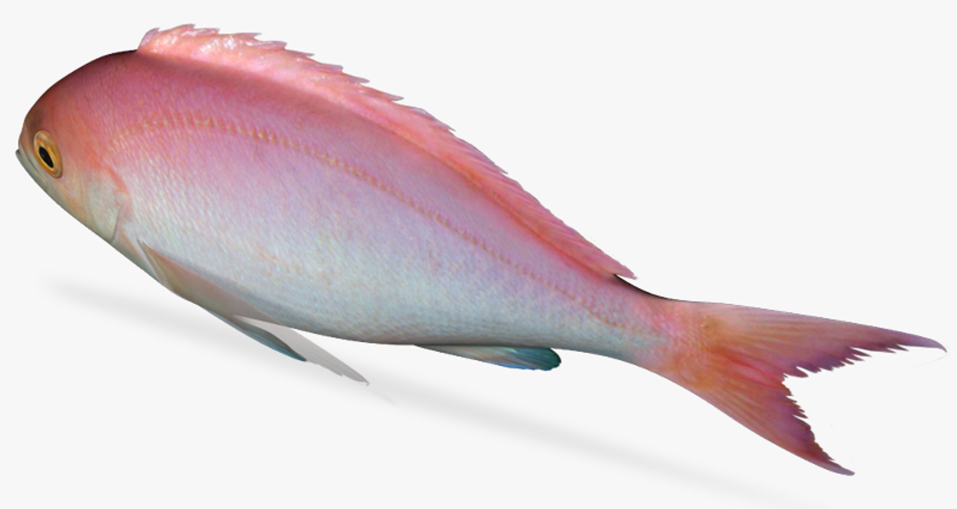 3d X Pink Maomao Caprodon Longimanus