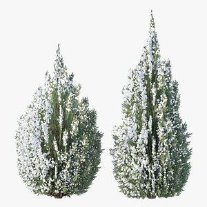 Winter Thuja 02 3D model