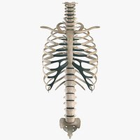 Skeletal Spine, Rib System