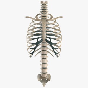 Skeletal Spine, Rib System