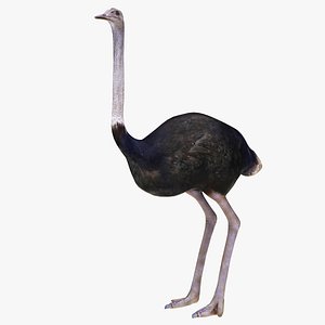 3D model Ostrich