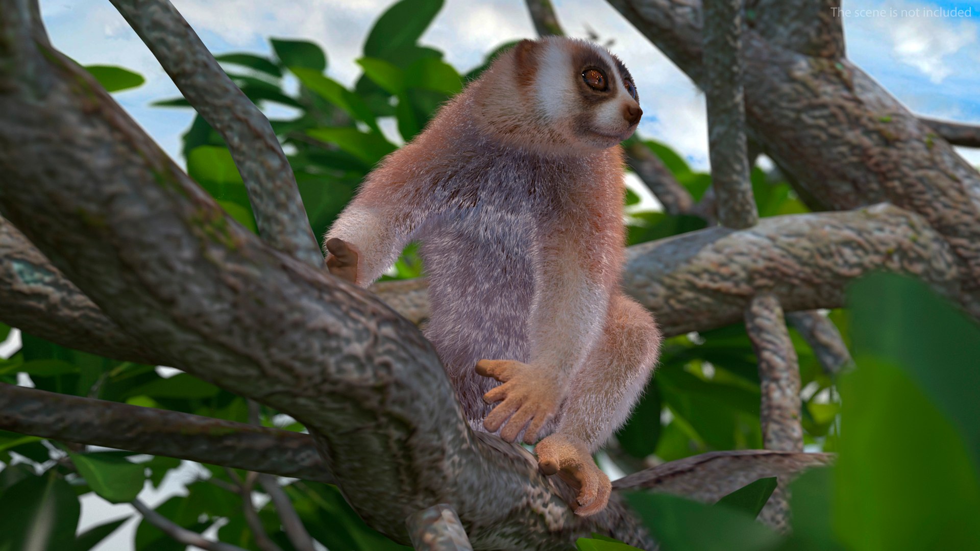 Nycticebus Pygmaeus Fur 3D Model - TurboSquid 2140996
