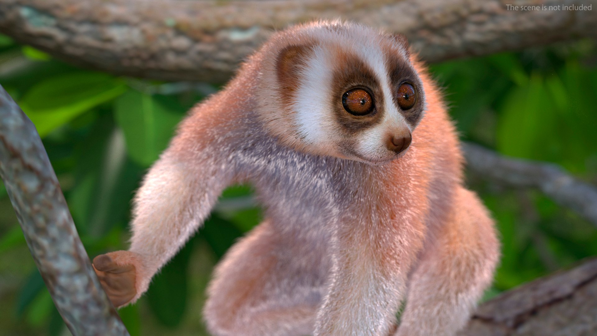 Nycticebus Pygmaeus Fur 3D Model - TurboSquid 2140996