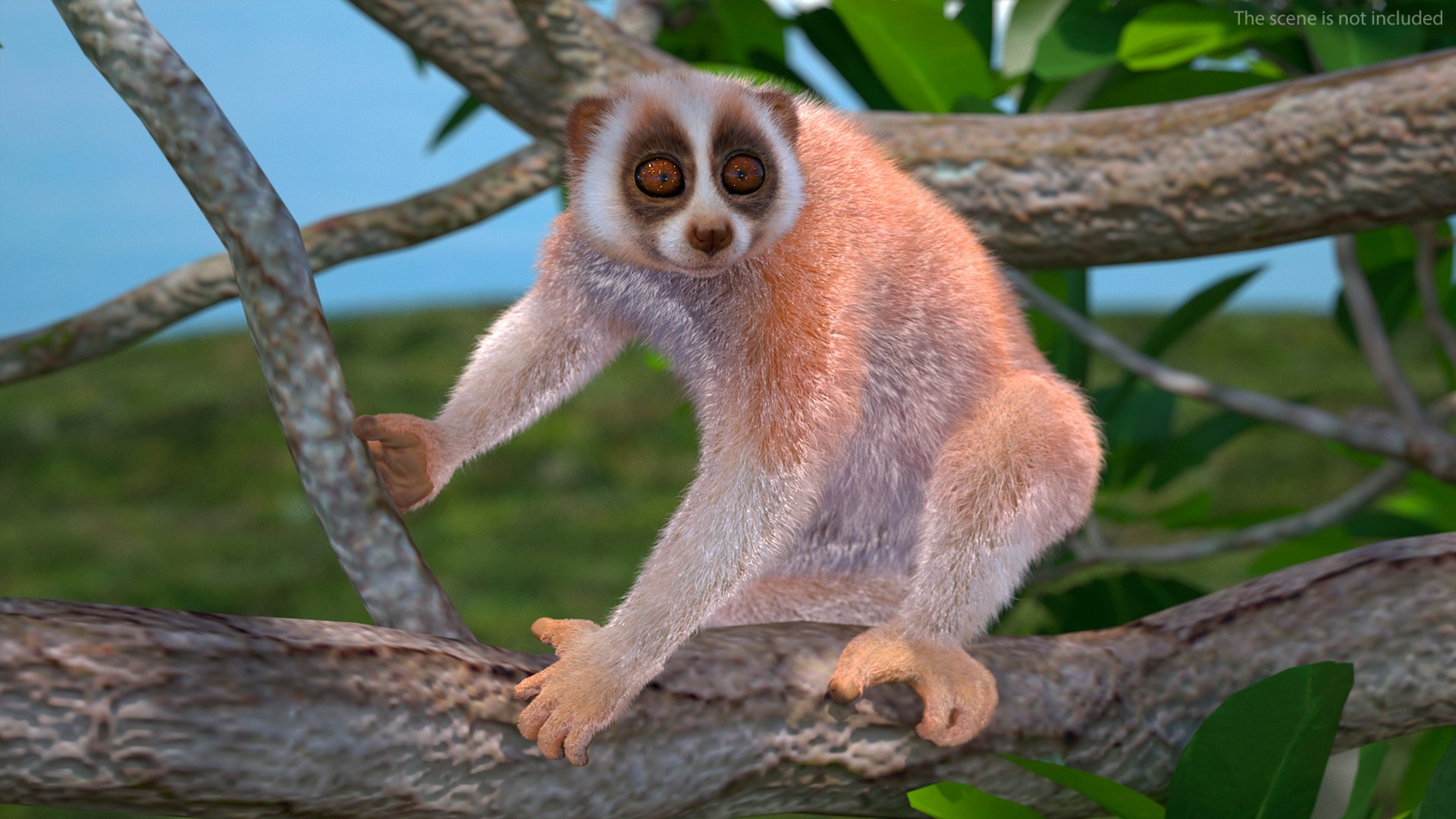 Nycticebus Pygmaeus Fur 3D Model - TurboSquid 2140996