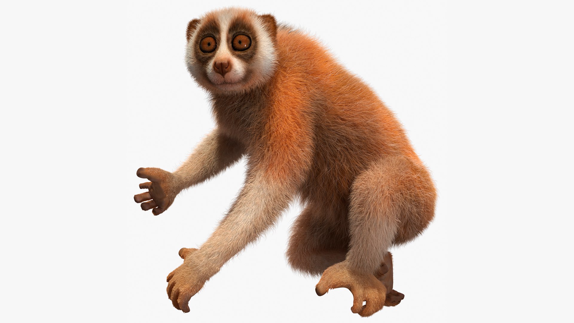 Nycticebus Pygmaeus Fur 3D model preview