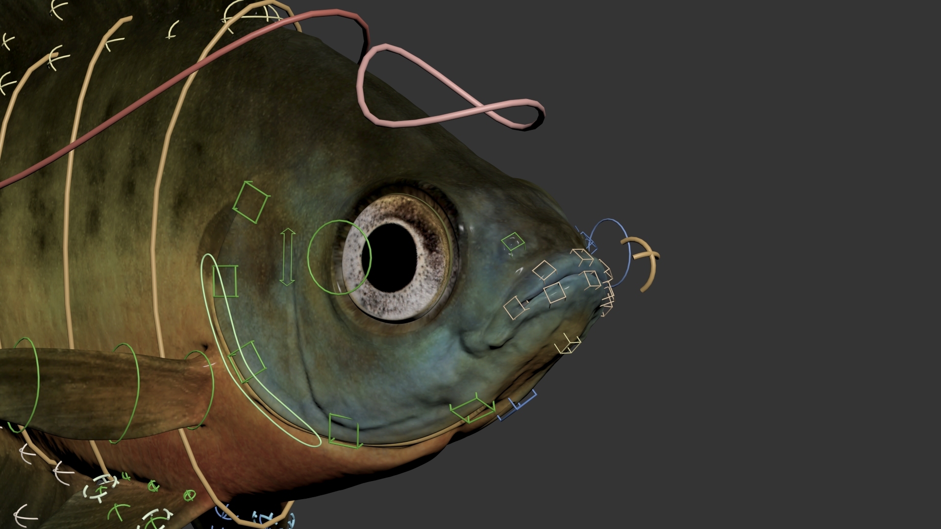 Bluegill Fish Rigged 3D https://p.turbosquid.com/ts-thumb/4P/vlsamW/7T/bluegill_fish_open_mouth/jpg/1792592553/1920x1080/turn_fit_q99/da8582dfb6ffead1d6be71806cf96f851fbd4449/bluegill_fish_open_mouth-1.jpg