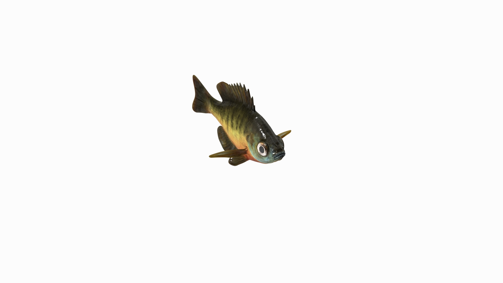 Bluegill Fish Rigged 3D https://p.turbosquid.com/ts-thumb/4P/vlsamW/dA/bluegill_tta/png/1792433074/1920x1080/turn_fit_q99/915214b3f995673148708141412d9ba97424d70a/bluegill_tta-1.jpg