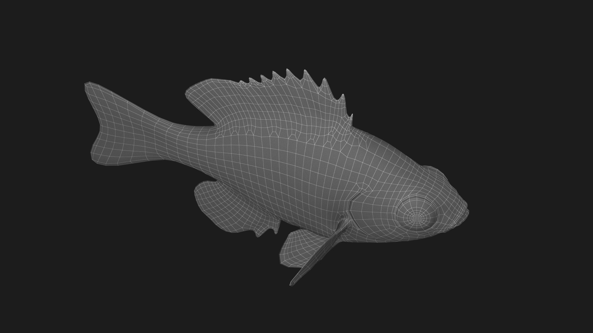 Bluegill Fish Rigged 3D https://p.turbosquid.com/ts-thumb/4P/vlsamW/fK/bluegill_fish_wired004/png/1792432995/1920x1080/fit_q87/808b5c672a8d9ff192443bef4db495f17af98128/bluegill_fish_wired004.jpg