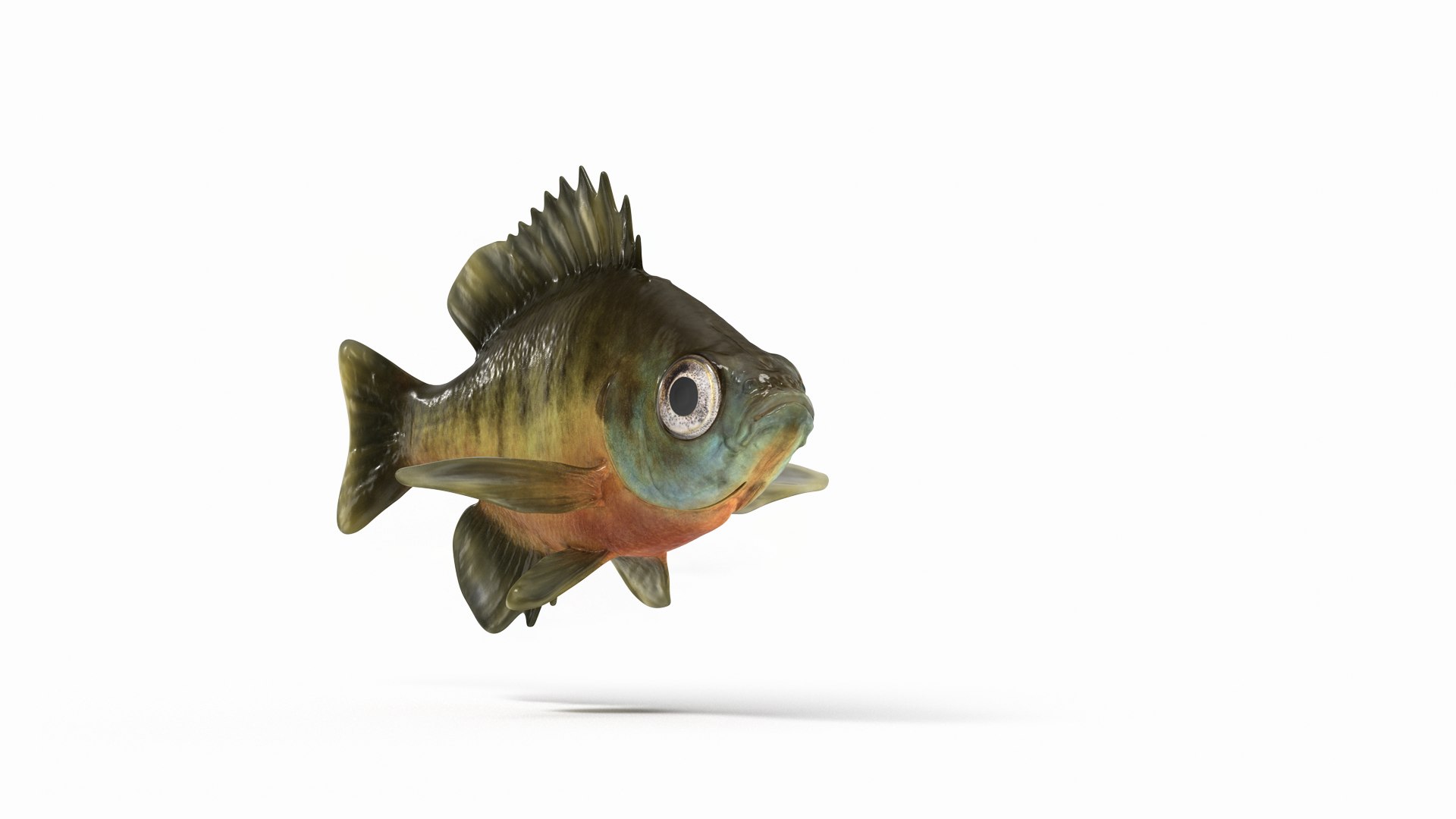 Bluegill Fish Rigged 3D https://p.turbosquid.com/ts-thumb/4P/vlsamW/wU/bluegill_fish_camera002/png/1792768978/1920x1080/fit_q87/243bc518bcdf02d700c06037888b3ef8461da868/bluegill_fish_camera002.jpg