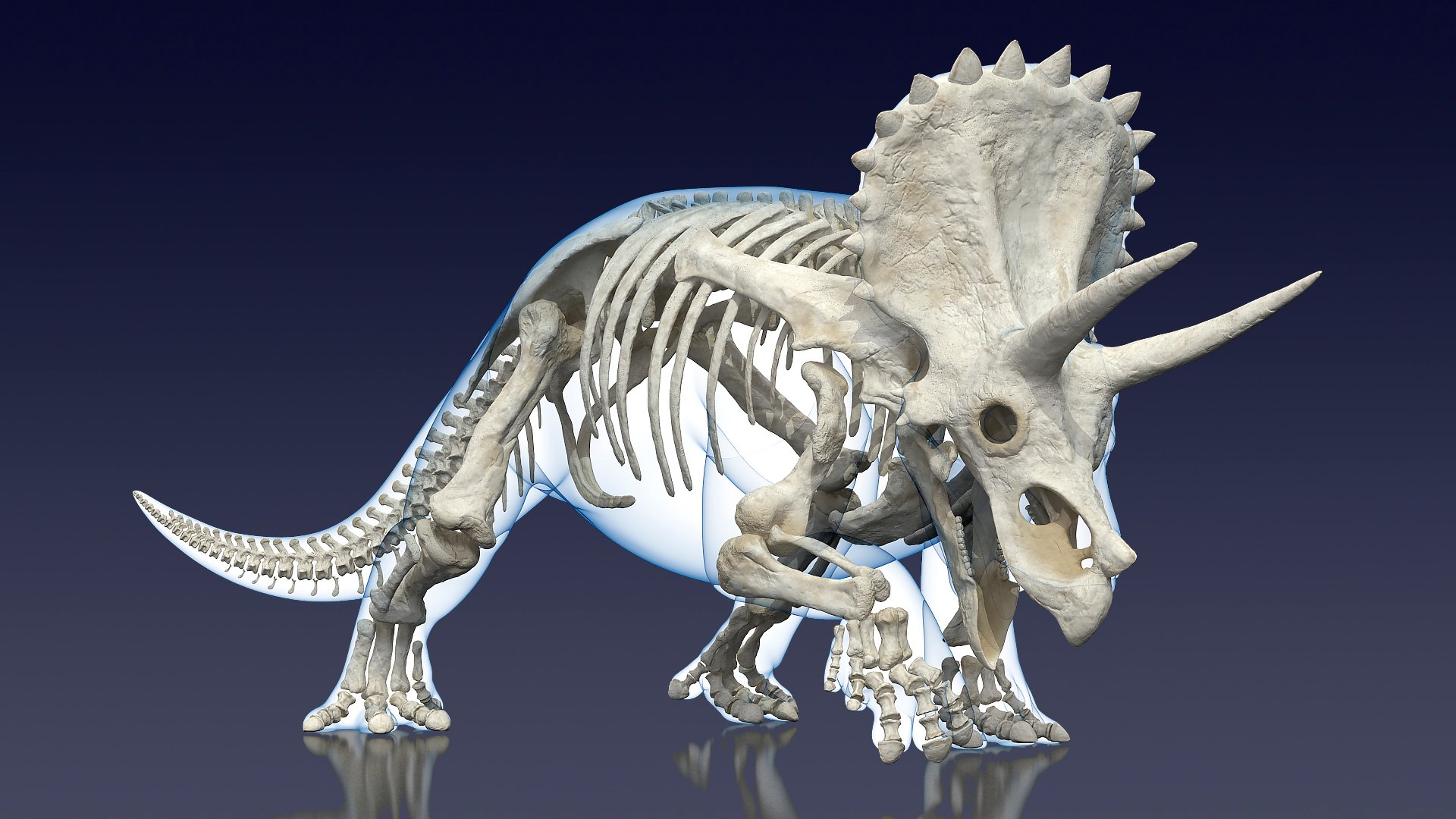 Triceratops Skeleton with Transparent Skin Rigged for Maya 3D model preview